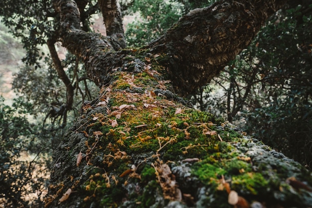 Vista de cerca de árbol viejo en bosque