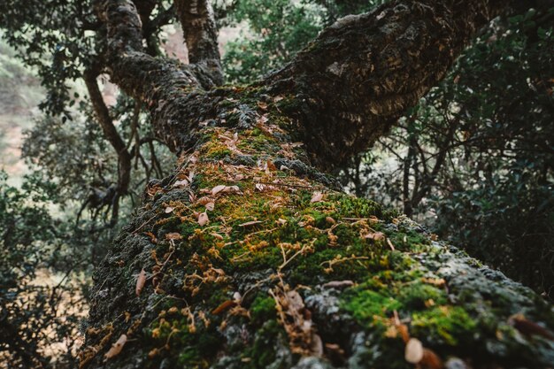 Vista de cerca de árbol viejo en bosque