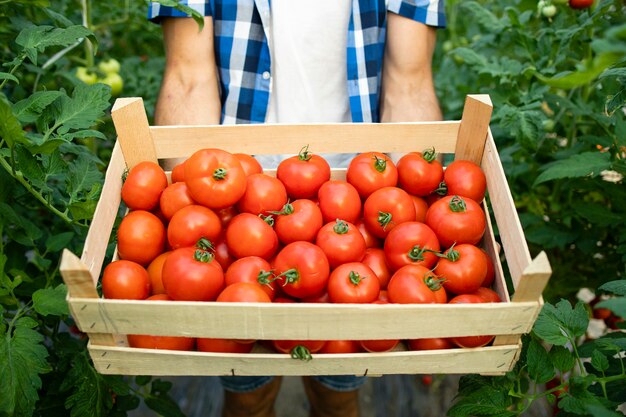 Vista de cerca de la caja de madera llena de verduras de tomate rojo sabroso