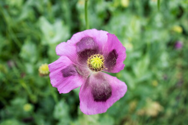 Vista de cerca de la flor de amapola