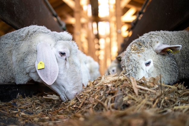 Vista de cerca del ganado ovino comiendo alimentos del alimentador de cinta transportadora automatizada en la explotación ganadera