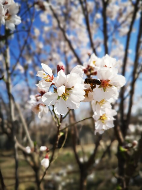 Vista de cerca de hermosas flores de almendro en flor