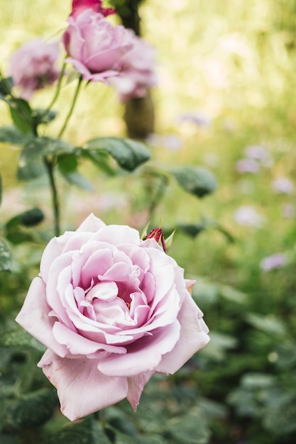 Vista de cerca de hermosas rosas