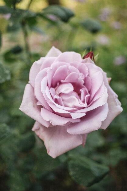 Vista de cerca de hermosas rosas