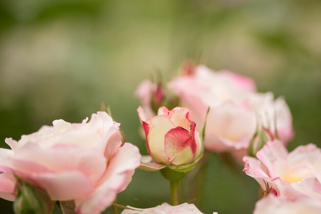 Vista de cerca de hermosas rosas