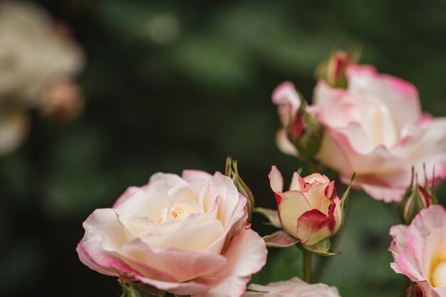 Vista de cerca de hermosas rosas