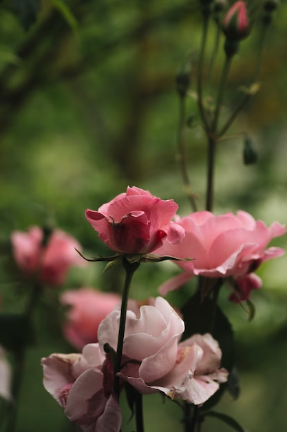 Vista de cerca de hermosas rosas