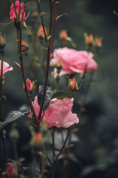 Vista de cerca de hermosas rosas