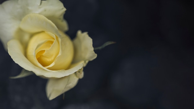 Vista de cerca de hermosas rosas