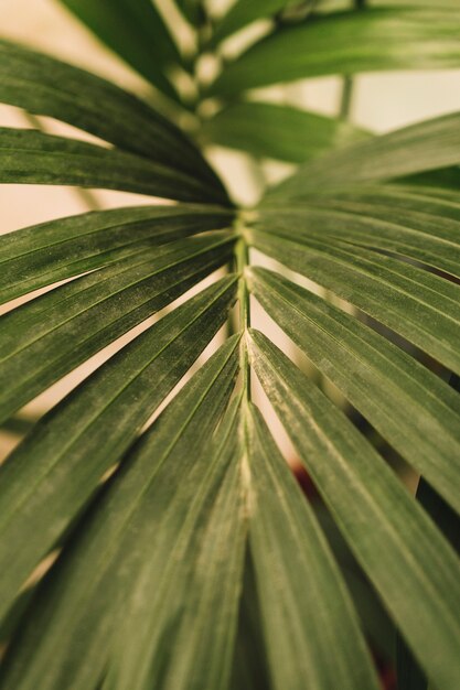 Vista de cerca de hoja exótica