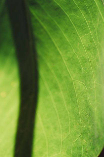 Foto gratuita vista de cerca de hoja verde