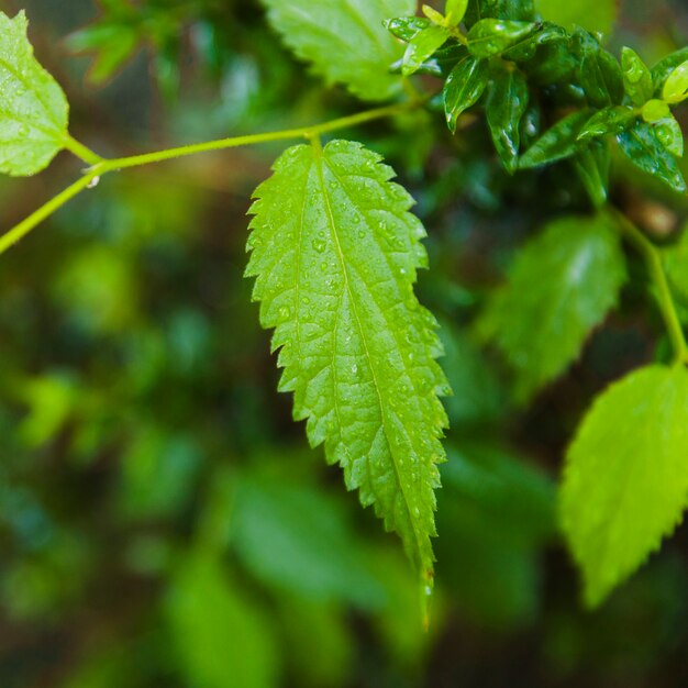 Vista de cerca de hoja verde