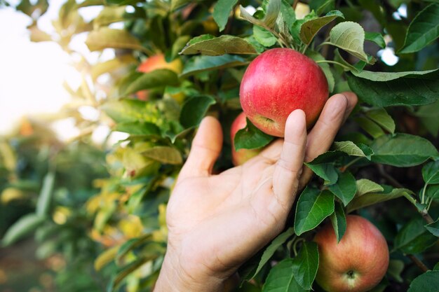 Vista de cerca de la mano de los agricultores recogiendo manzana en huerto de frutas