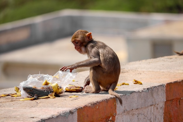 Vista de cerca de un pequeño mono parado en la piedra y desenterrando cáscaras de plátano