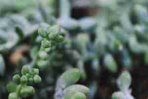 Foto gratuita vista de cerca de plantas