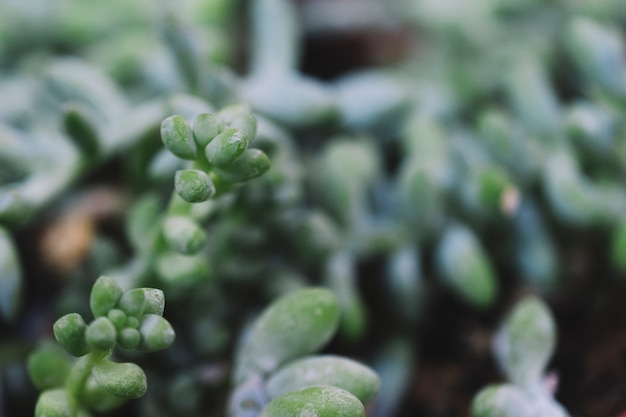 Vista de cerca de plantas