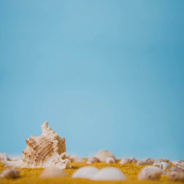 Vista de cerca de varias conchas