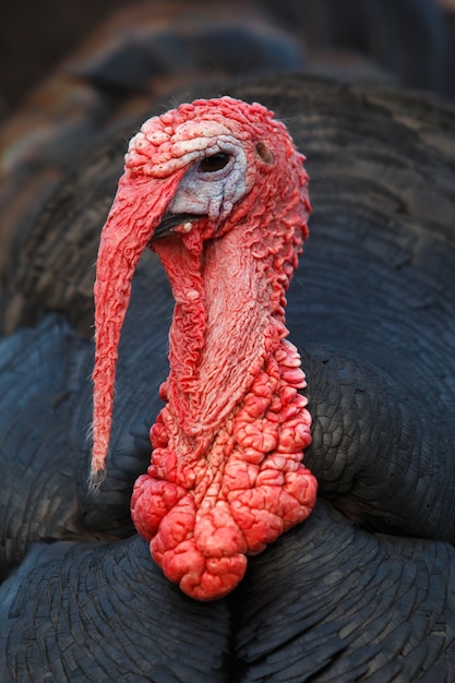 Vista cercana del busto de un pavo con moco rojo y plumas negras