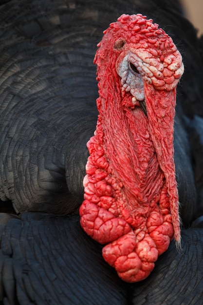 Vista cercana del busto de un pavo con moco rojo y plumas negras