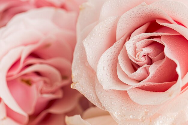 Vista cercana del concepto de día de San Valentín con rosas