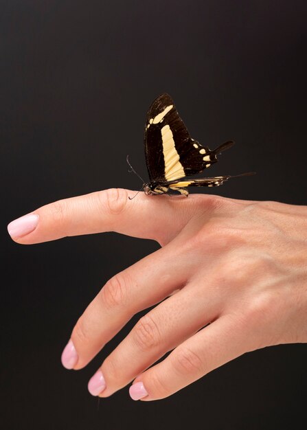 Foto gratuita vista cercana de hermosa mariposa en mano