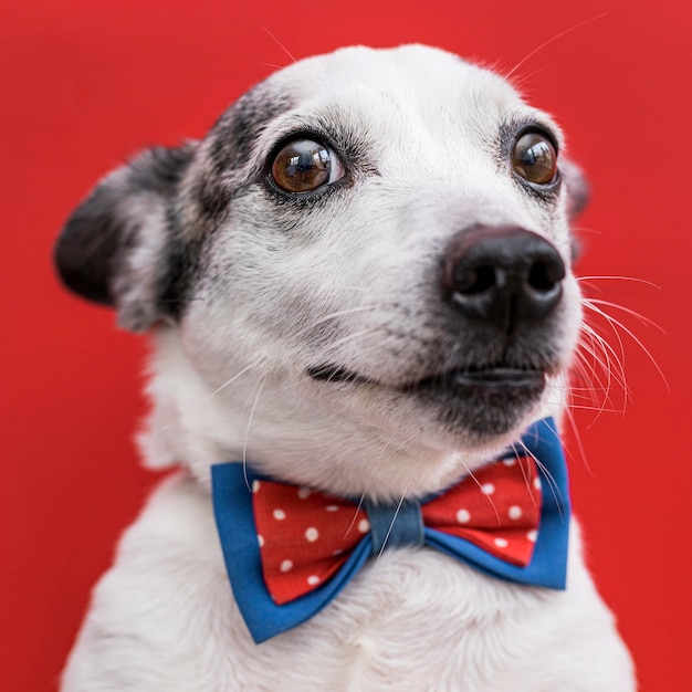 Foto gratuita vista cercana de hermoso perro con pajarita