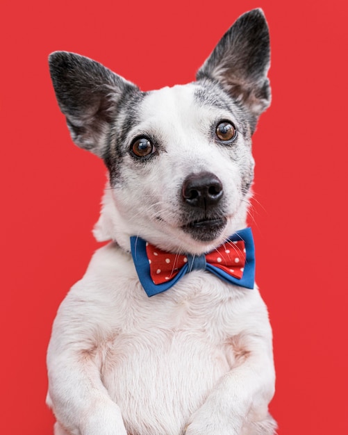 Vista cercana de hermoso perro con pajarita