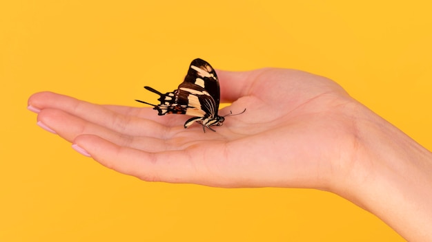 Vista cercana de la mariposa en la mano