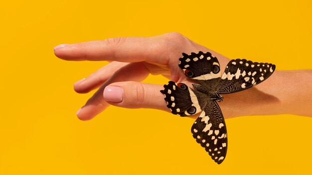 Vista cercana de la mariposa en la mano