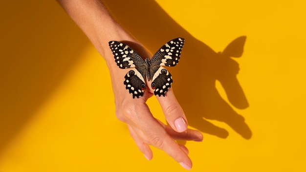 Vista cercana de la mariposa en la mano