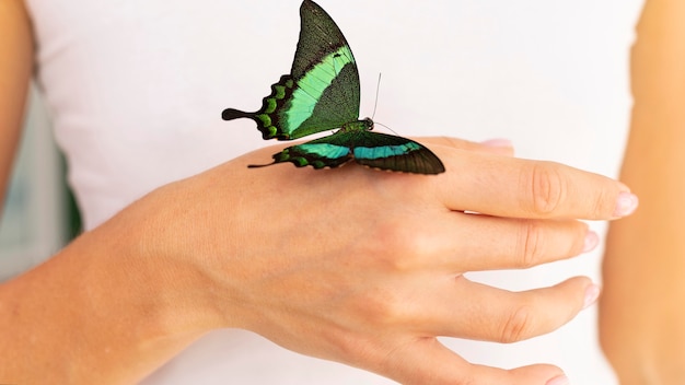 Foto gratuita vista cercana de la mariposa en la mano