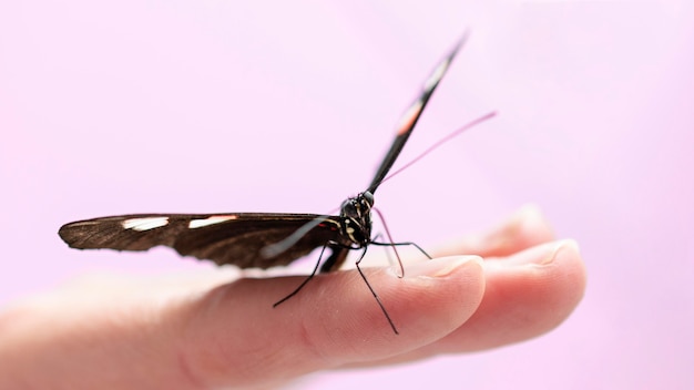 Vista cercana de la mariposa en la mano