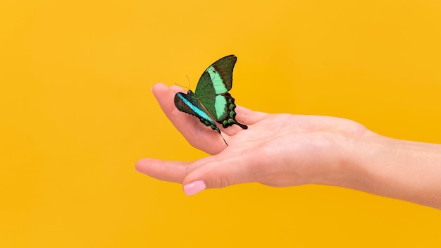 Vista cercana de mariposa sentada en la mano
