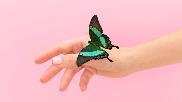 Vista cercana de mariposa sentada en la mano