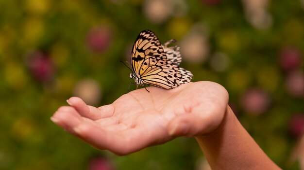 Vista cercana de mariposa sentada en la mano