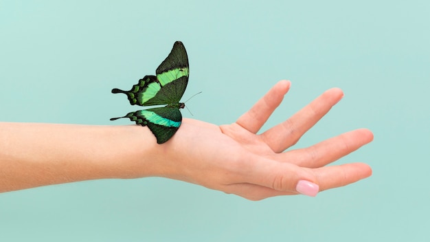 Foto gratuita vista cercana de mariposa sentada en la mano