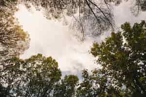 Foto gratuita vista del cielo desde bosque