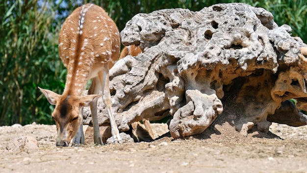 Foto gratuita vista de un ciervo manchado en el zoológico