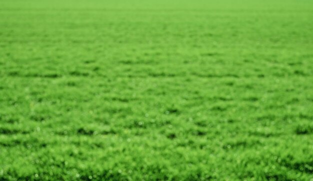 Vista conceptual del campo de primavera verde, vegetación borrosa y fondo de luz solar con espacio de copia usando plantas verdes naturales, paisaje, ecología, papel pintado fresco como fondo.