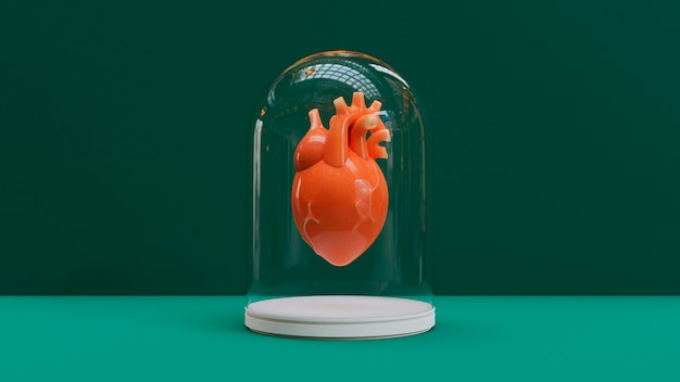 Vista del corazón humano anatómico 3d
