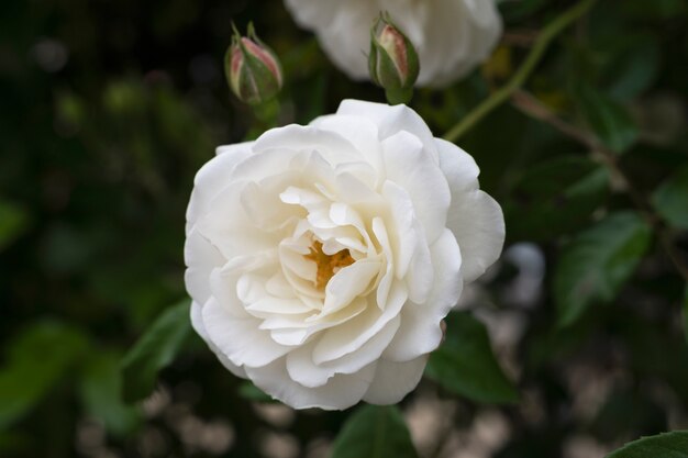 Vista de delicada rosa blanca