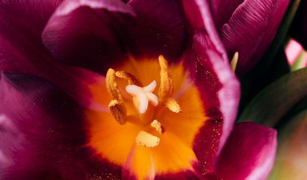 Vista detallada de estambre de tulipanes y polen