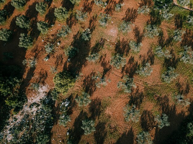 Foto gratuita vista elevada de los árboles que crecen en la tierra