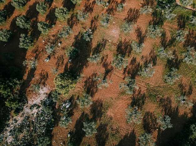 Vista elevada de los árboles que crecen en la tierra