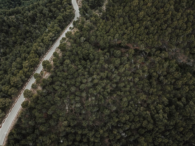 Foto gratuita vista elevada de la carretera y árboles coníferos verdes