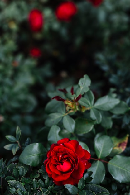 Vista elevada de la delicada flor roja.