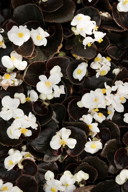 Vista elevada de delicadas flores blancas de begonia.