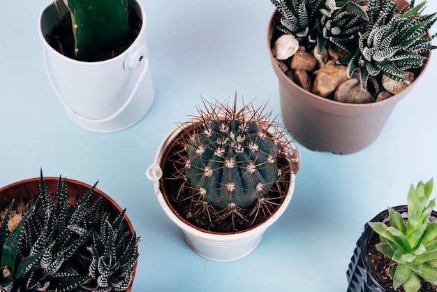 Vista elevada de diferentes tipos de plantas de cactus en maceta sobre fondo azul