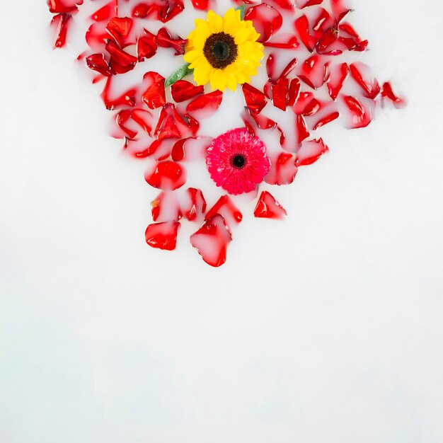 Vista elevada de flores amarillas y rojas con pétalos flotando en el agua