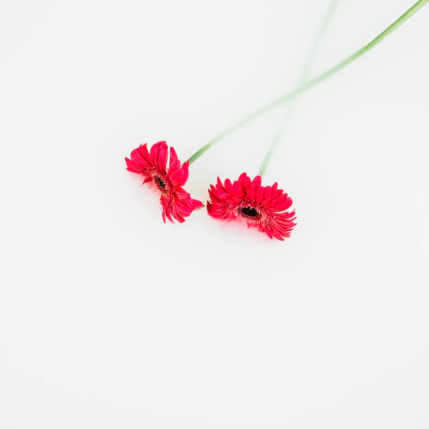 Foto gratuita vista elevada de flores rojas sobre fondo blanco